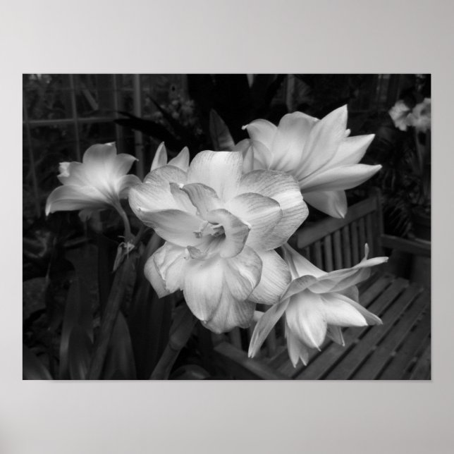 Schwarz-Weiß-Blumenbild Poster (Vorne)