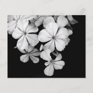 Schwarz-Weiß-Blumenfotografie