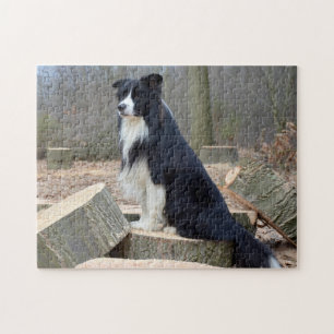 Schwarz-Weiß-Border-Collie