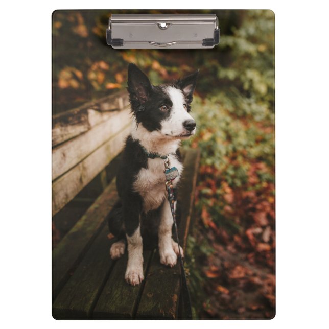 Schwarz-Weiß-Border-Collie auf der Monte Tamaro Klemmbrett (Vorderseite)
