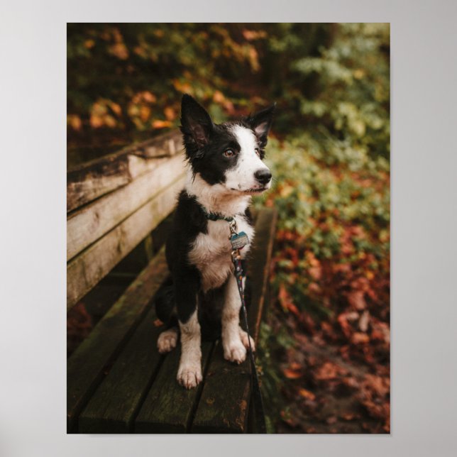 Schwarz-Weiß-Border-Collie auf der Monte Tamaro Poster (Vorne)
