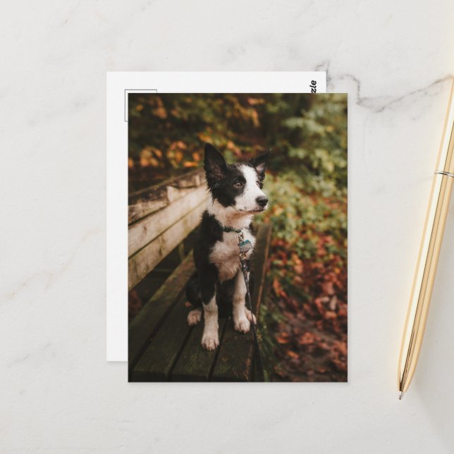 Schwarz-Weiß-Border-Collie auf der Monte Tamaro Postkarte (Vorderseite/Rückseite Beispiel)