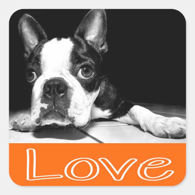 Schwarz-Weiß Boston Terrier Welpenhundekleber Quadratischer Aufkleber (Vorderseite)