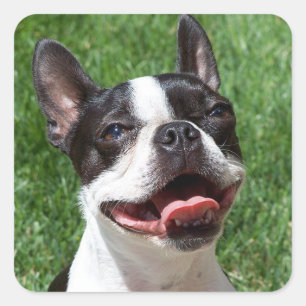 Schwarz-Weiß Boston Terrier Welpenhundekleber Quadratischer Aufkleber