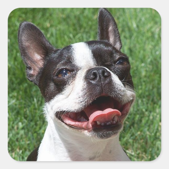 Schwarz-Weiß Boston Terrier Welpenhundekleber Quadratischer Aufkleber (Vorderseite)