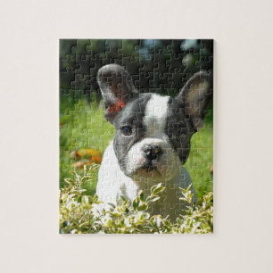 Schwarz-Weiß-Bull-Hunde-Welpe