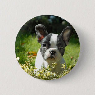 Schwarz-Weiß-Bull-Hunde-Welpe Button