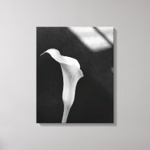 Schwarz-Weiß-Calla-Lily