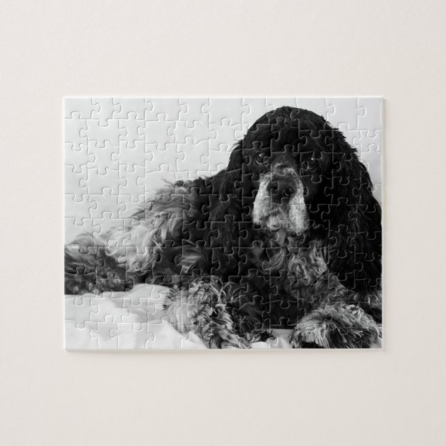 Schwarz-Weiß-Cocker-Foto (Horizontal)