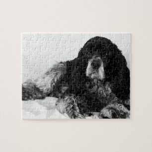 Schwarz-weiß-Cocker-Spaniel-Foto