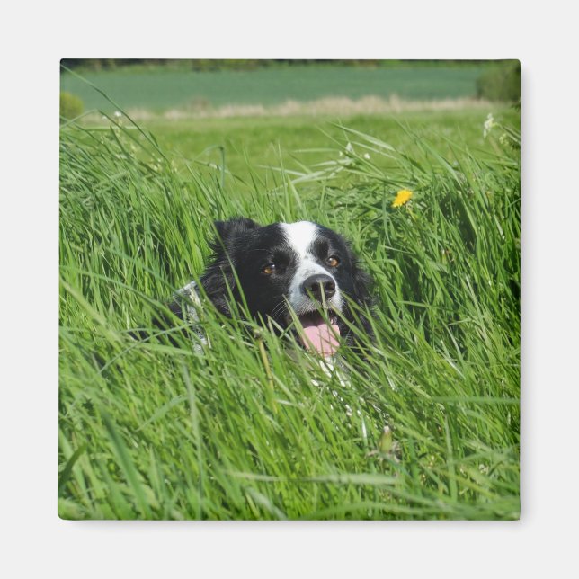 Schwarz-Weiß-Collie im Gras Magnet (Vorne)