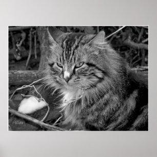 Schwarz-Weiß-Coon-Katze-Portrait-Poster Poster