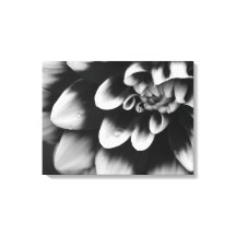 Schwarz-Weiß-Dahlia-Blume Blossom