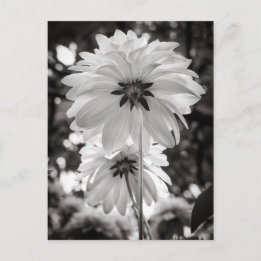 Schwarz-Weiß-Dahlias Kunstfotografie Postkarte