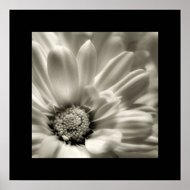 Schwarz-Weiß-Daisy-Poster Poster (Vorne)