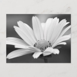 Schwarz-weiß Daisy Zazzle Postkarten