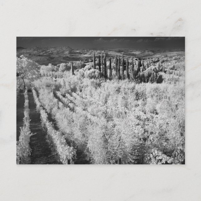 Schwarz/Weiß der Weinberge, Montepulciano, Italien Postkarte (Vorderseite)
