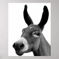 Schwarz-Weiß-Esel-Foto