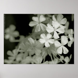 Schwarz-Weiß-Exposition der blauen Phlox-Paniculat Poster