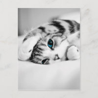 Schwarz-Weiß-Foto einer Katze