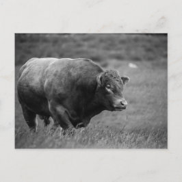 Schwarz-Weiß-Foto eines Bulls Postkarte