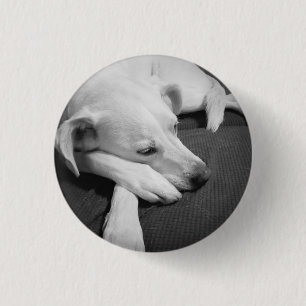 Schwarz-Weiß-Foto eines wunderschönen Hundeschlafe Button
