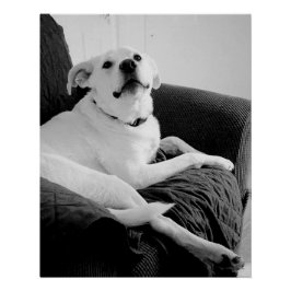 Schwarz-Weiß-Foto für den Hundedruck Poster