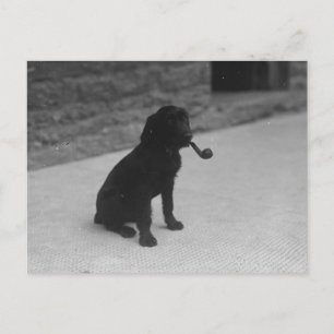 Schwarz-Weiß-Foto Hunde Rauchpfosten Postkarte
