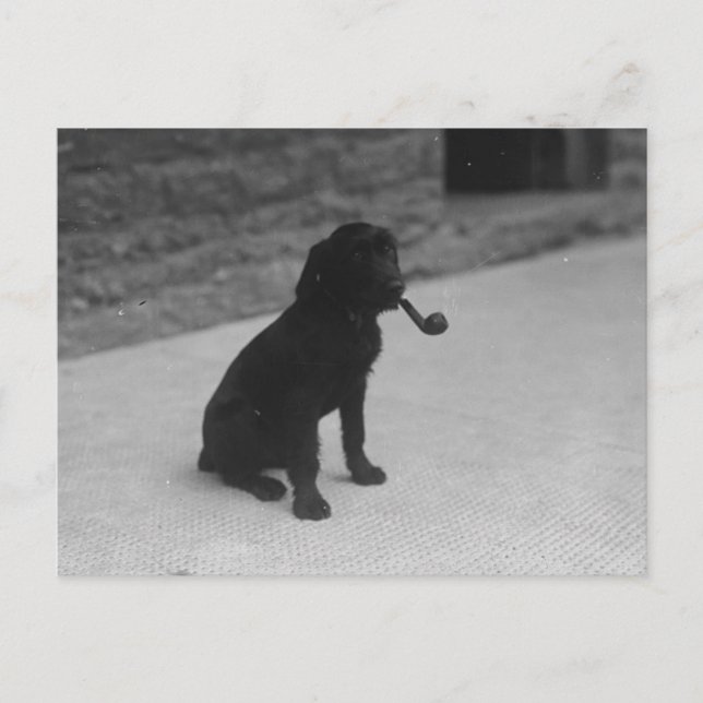 Schwarz-Weiß-Foto Hunde Rauchpfosten Postkarte (Vorderseite)