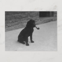 Schwarz-Weiß-Foto Hunde Rauchpfosten Postkarte