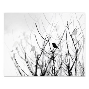 Schwarz-Weiß-Foto, Natur, Vögel, Bäume Fotodruck