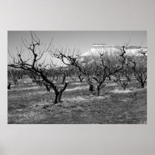 Schwarz-Weiß-Foto-Poster Frühjahrslandschaft Poster