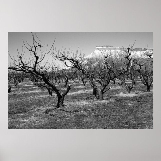 Schwarz-Weiß-Foto-Poster Frühjahrslandschaft Poster (Vorne)