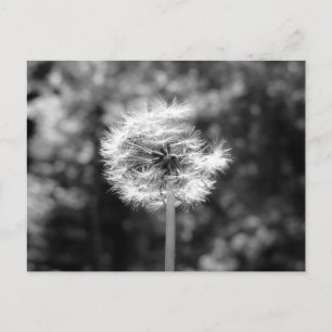 Schwarz-Weiß-Foto-Postkarte eines Löwenzahnsamenko Postkarte