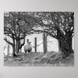 Schwarz-Weiß-Foto von Schafen und Bäumen Poster