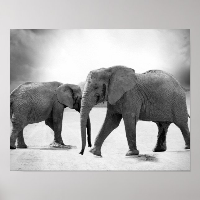 Schwarz-Weiß-Fotografie afrikanischer Elefanten Poster (Vorne)
