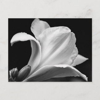 Schwarz-Weiß-Freesia Postkarte