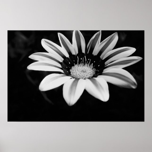 Schwarz-Weiß-Gazania-Blumenfotografie Poster (Vorne)