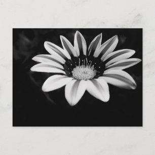 Schwarz-Weiß-Gazania-Blumenfotografie Postkarte