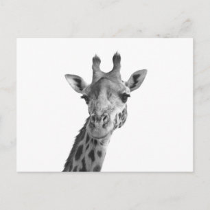 Schwarz-Weiß-Giraffe Postkarte