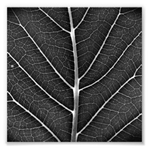 Schwarz-weiß glühendes Blatt Nahaufnahme Fotodruck