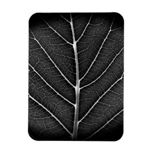 Schwarz-weiß glühendes Blatt Nahaufnahme Magnet