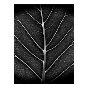 Schwarz-weiß glühendes Blatt Nahaufnahme Poster