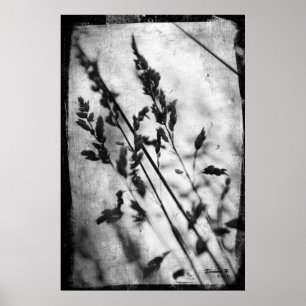 Schwarz-Weiß-Gras-Poster Poster