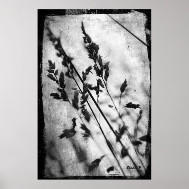 Schwarz-Weiß-Gras-Poster Poster (Vorne)