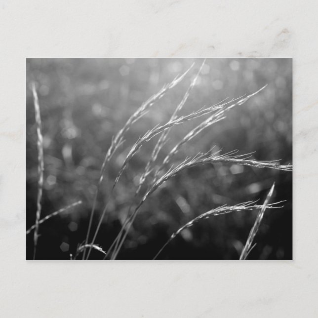 Schwarz-Weiß-Gras Postkarte (Vorderseite)