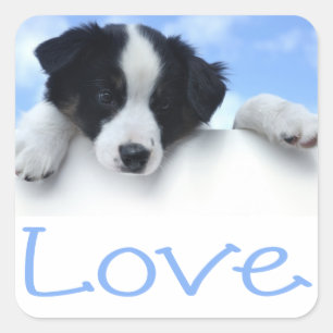 Schwarz-Weiß-Grenz-Collie Welpe Hund Blaue Liebe Quadratischer Aufkleber