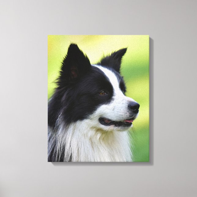 Schwarz-Weiß-Grenz-Hund Leinwanddruck (Vorderseite)