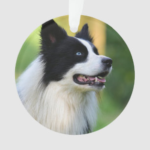 Schwarz-Weiß-Grenz-Hund Ornament