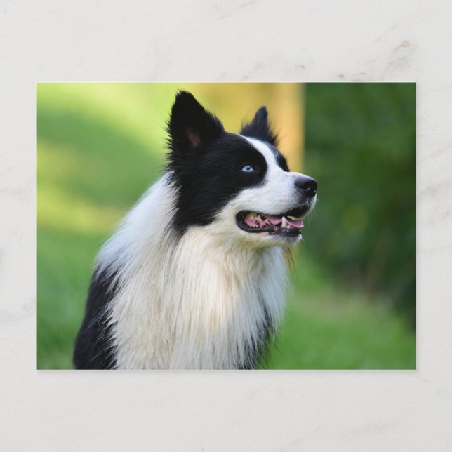 Schwarz-Weiß-Grenz-Hund Postkarte (Vorderseite)